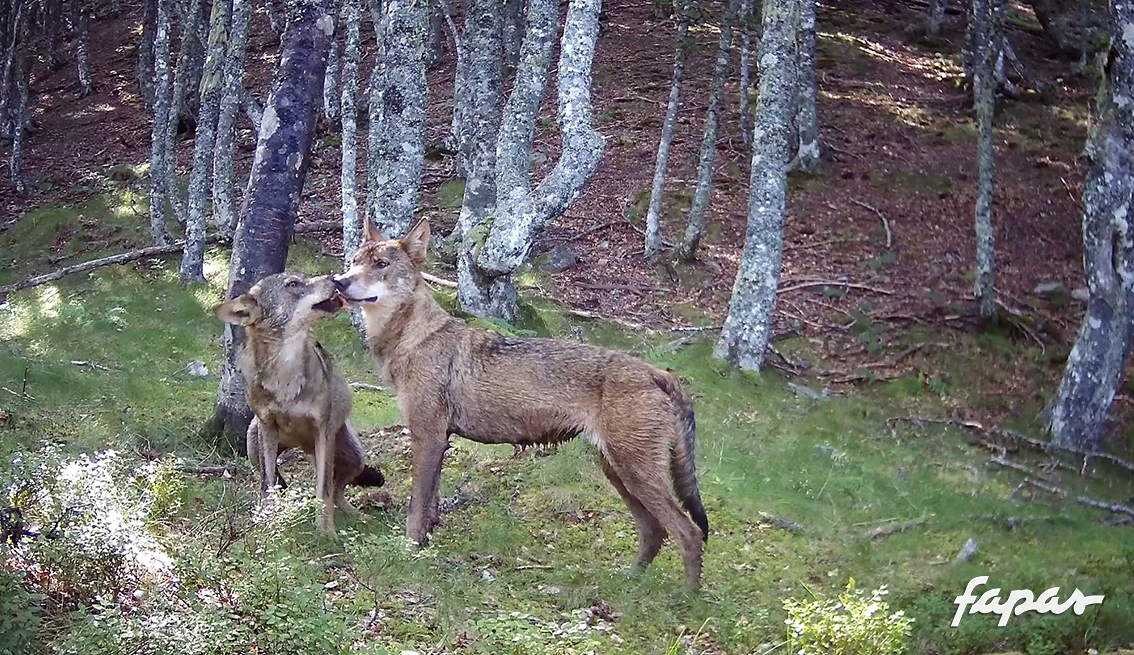 FAPAS - ¿CUÁNTOS LOBOS VAN A MORIR EN ESPAÑA EN EL AÑO 2018?