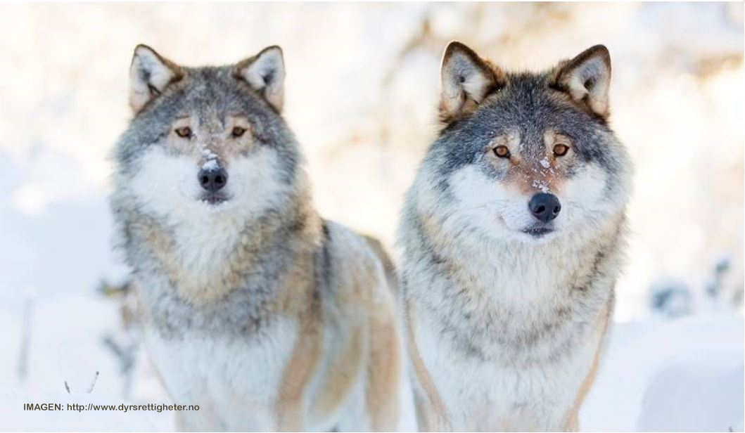 FAPAS - PARAR LA MUERTE DE LOBOS EN NORUEGA