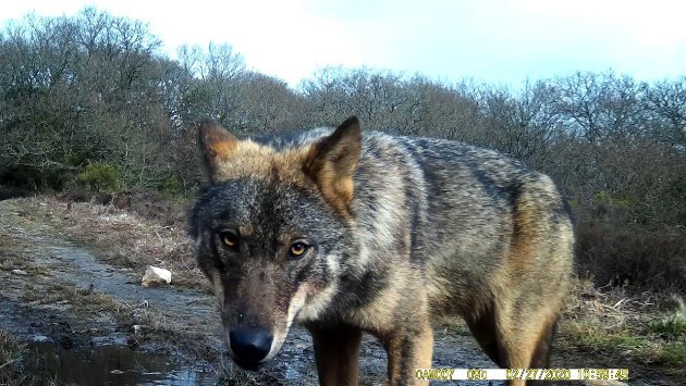 Imagen de los compañeros de Grupo Lobo Galicia