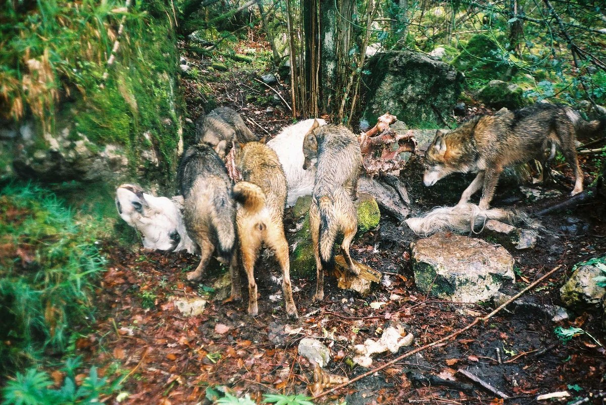 FAPAS - EL LOBO SERÁ ESPECIE PROTEGIDA EN TODA ESPAÑA