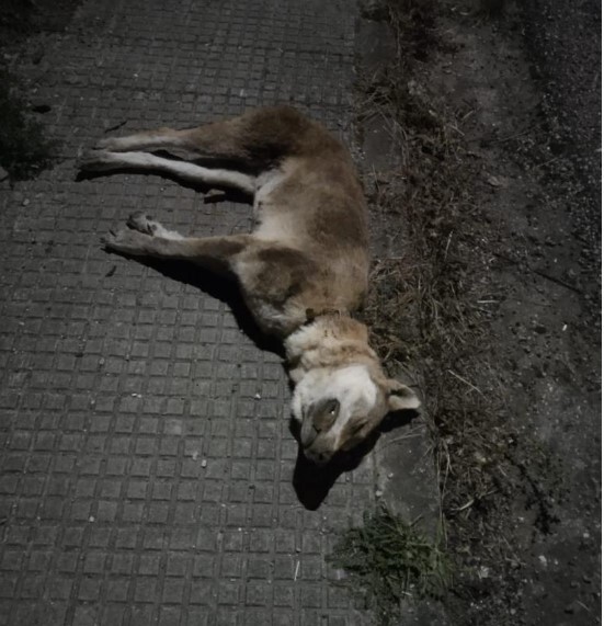 FAPAS - EL VÍDEO DE LOBOS HERIDOS QUE ES LA VERGÜENZA DE ASTURIAS