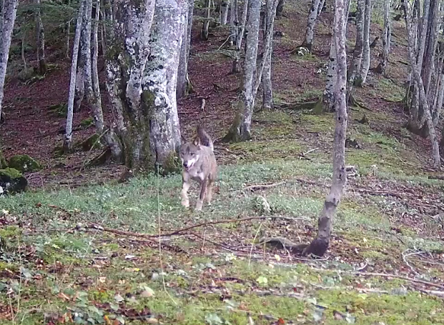 FAPAS - El lobo debe de estar protegido en su hábitat