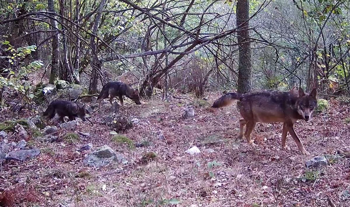 FAPAS - La importancia de presas y carroñas en la época de reproducción del  lobo