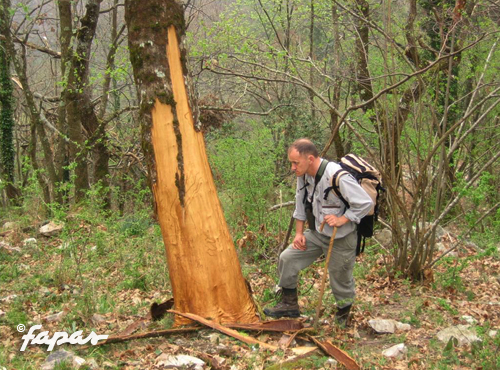 Descortezamiento de un árbol localizado en Proaza