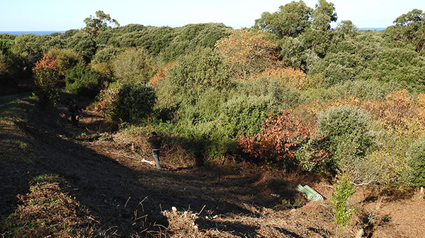 Febrero-2017. Eliminar y desbrozar de morral, ha sido el trabajo previo a la plantación