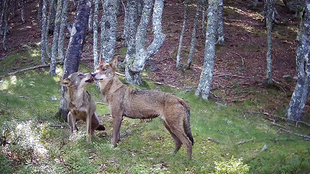 ¿CUÁNTOS LOBOS VAN A MORIR EN ESPAÑA EN EL AÑO 2018?