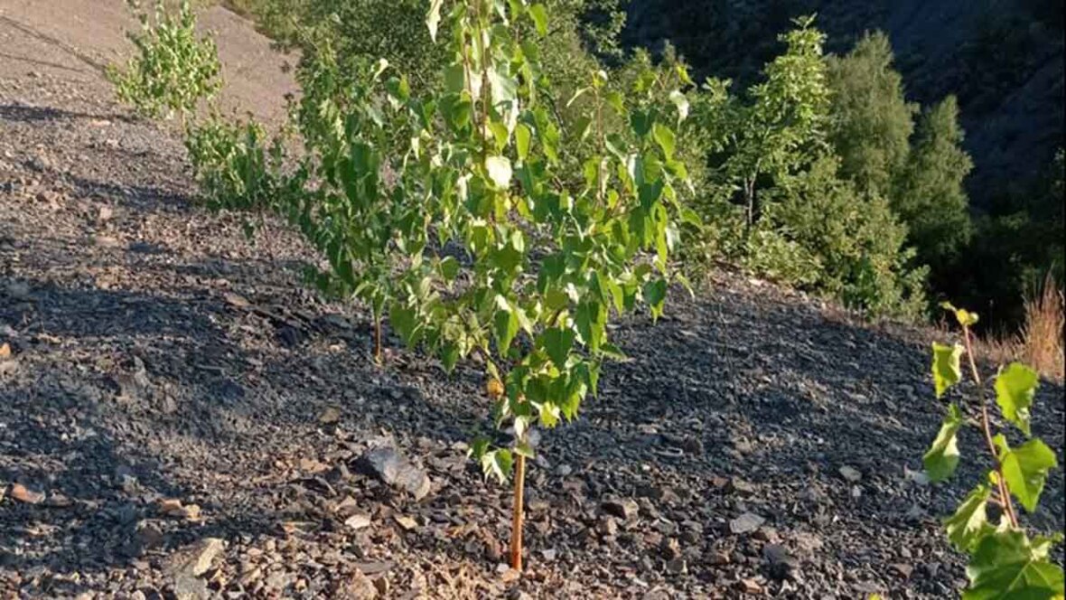 FAPAS - 17.000 ÁRBOLES PARA LA MINA DE CARBÓN DEL FAPAS EN OMAÑA