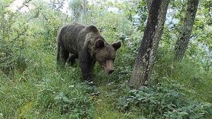 FURTIVISMO  DE OSOS ANTE LA JUSTICIA